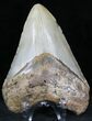 Bargain Megalodon Tooth - North Carolina #22946-1